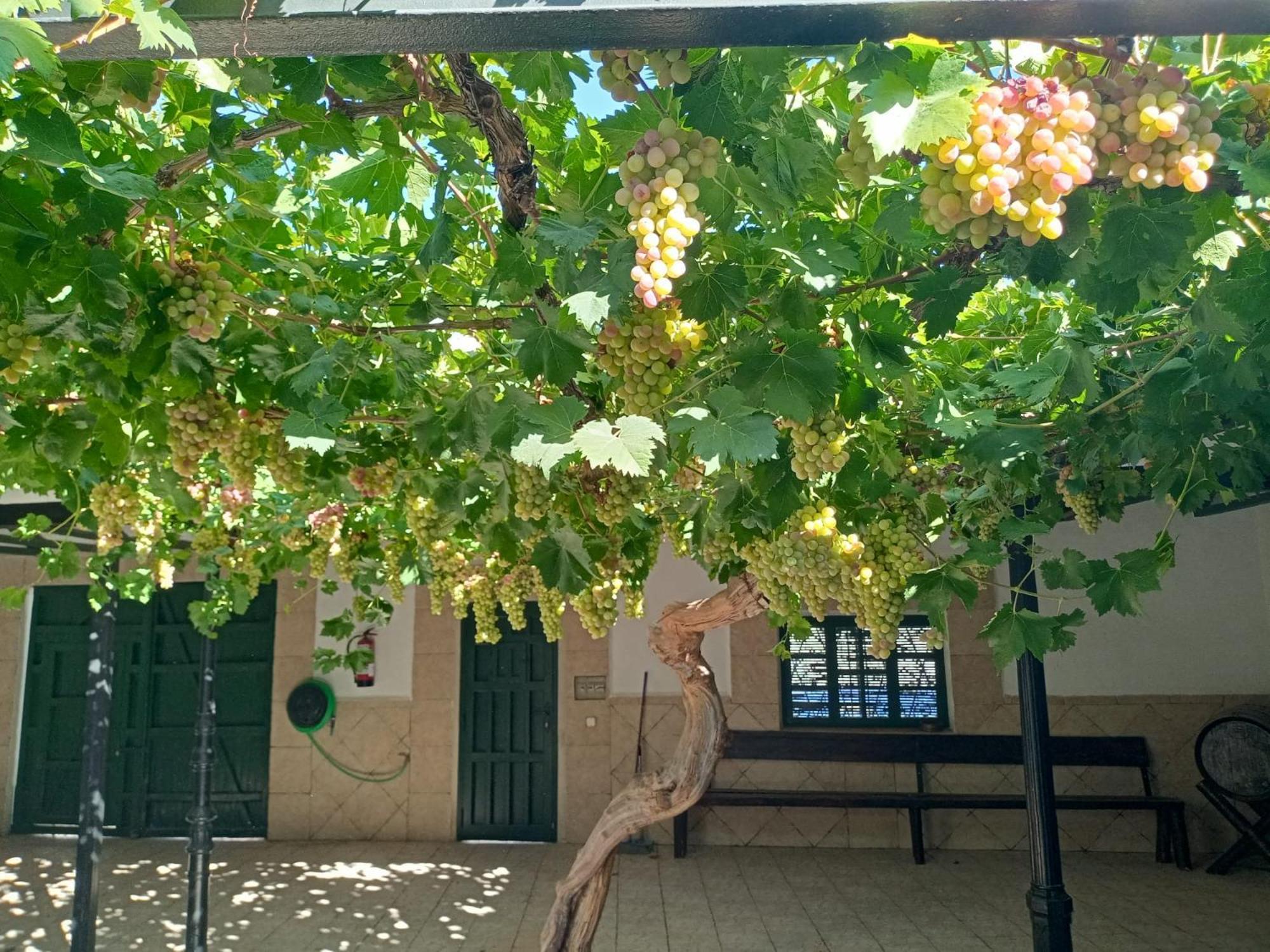 Casa Rural La Del Alba Seria Argamasilla de Alba 外观 照片